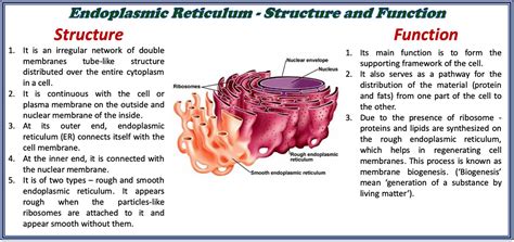 function of endoplasmic reticulum in animal cell