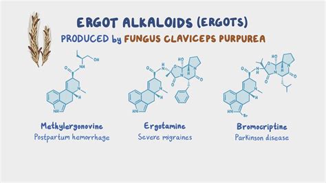Function Of Ergot Injection