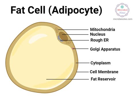 function of fat cell class 9