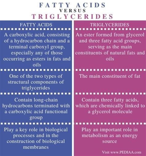 Function Of Fatty Acids And Triglycerides