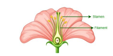 function of filament in flower