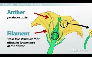 function of filament in flower class 10
