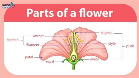 function of flower for class 2