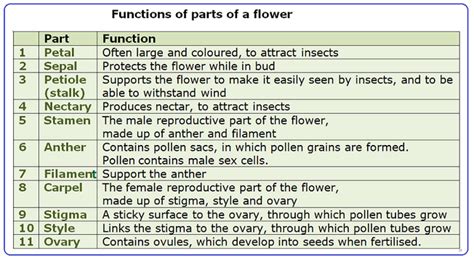 function of flower for class 3