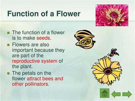function of flower for class 5