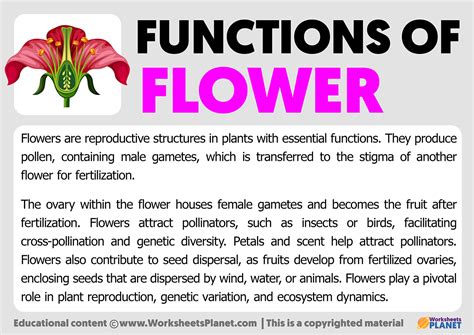 function of flower for class 6 notes