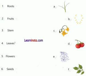 Function Of Fruit In Plants For Class 3
