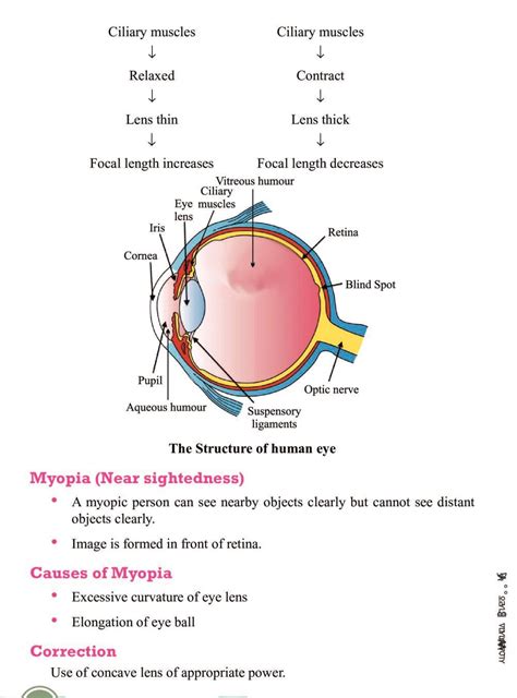 function of human eye class 10 notes