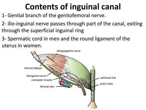 function of inguinal canal in males