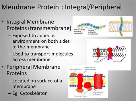 function of integral and peripheral proteins