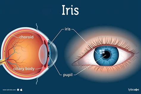 function of iris in human eye