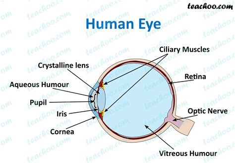 function of iris in human eye class 10