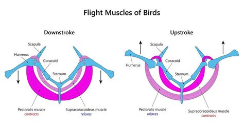 Function Of Keel In Birds