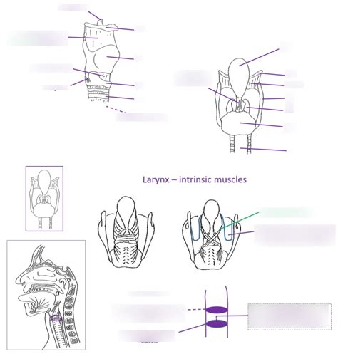 Function Of Larynx Quizlet