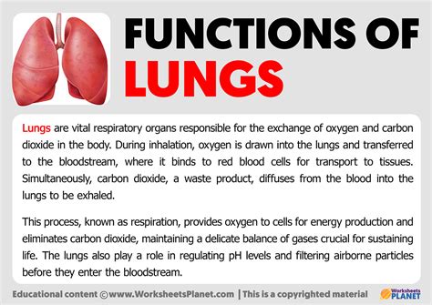 Breathing Easy: Understanding the Vital Function of Lungs in Maintaining Overall Health
