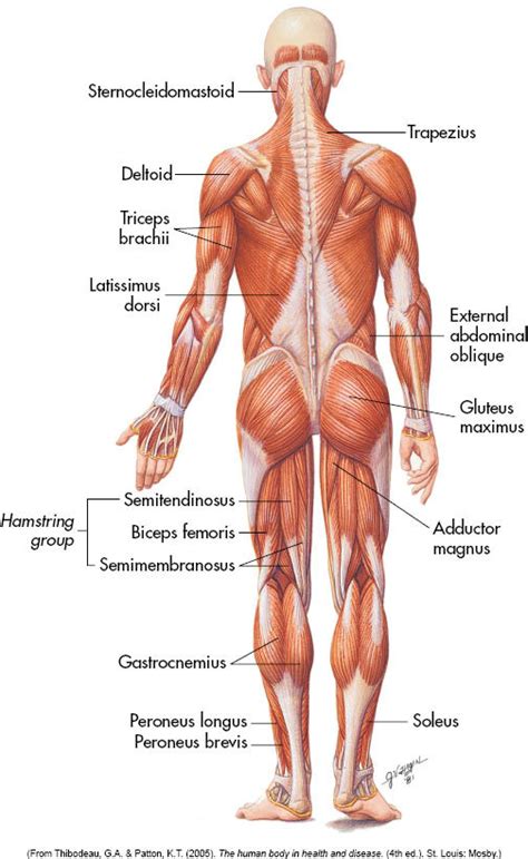 Function Of Muscular System Quizlet