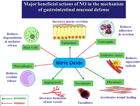 Function Of Nitric Oxide In The Body
