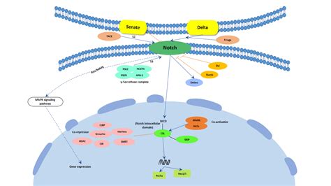 Function Of Notch Signaling Pathway