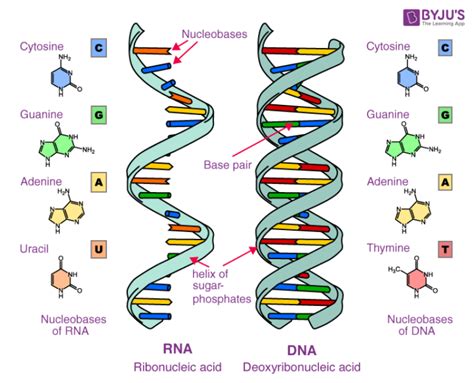 Function Of Nucleic Acids In A Cell