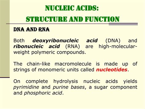 Function Of Nucleic Acids In The Body