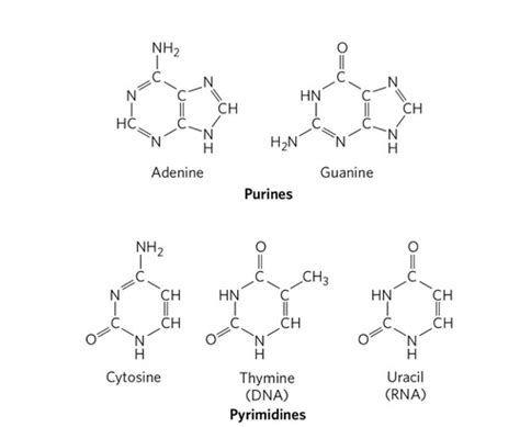 Function Of Nucleic Acids Quizlet