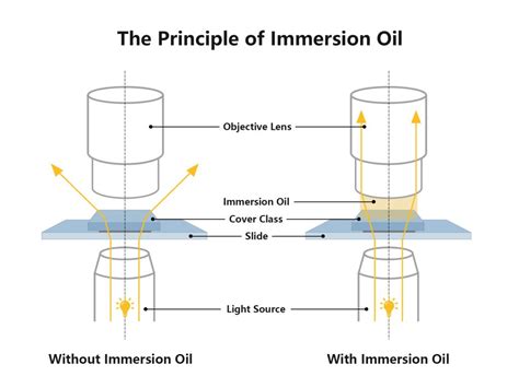 Function Of Oil Immersion In Microscope