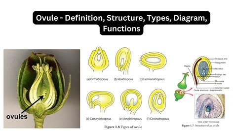 function of ovule in flower class 10