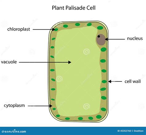 Function Of Palisade Cell