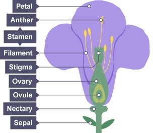 Function Of Petal Bbc Bitesize