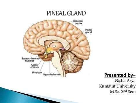 function of pineal gland class 10
