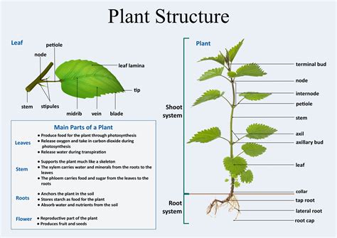 Function Of Plant Structure