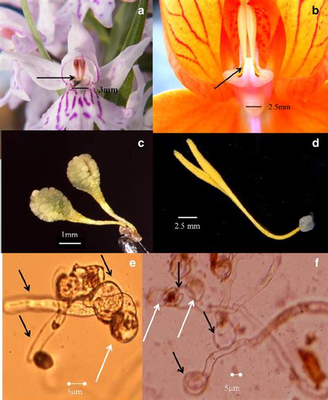 Function Of Pollinia