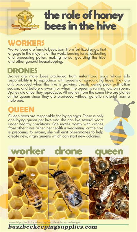 function of queen bee