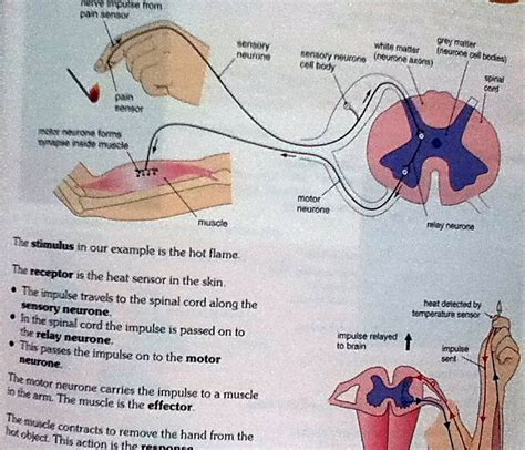 function of reflex arc class 10