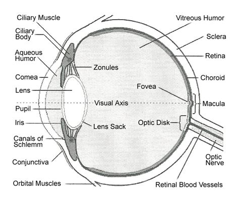 function of retina in eye class 8