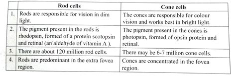 Function Of Rods And Cones Class 10