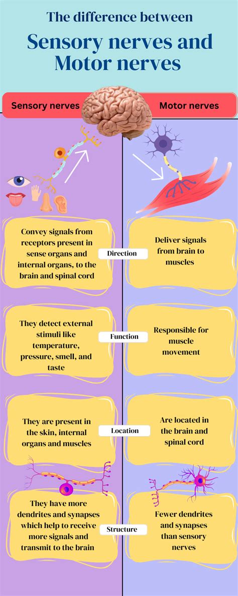 Function Of Sensory Motor Nerves