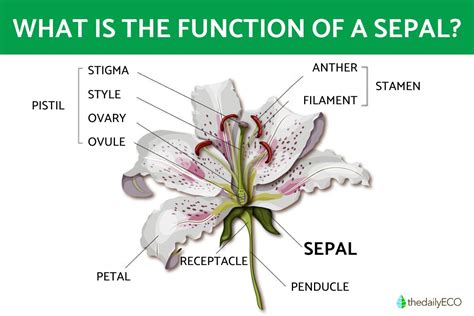 function of sepal in flower