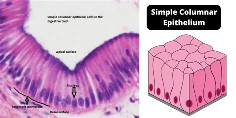 Function Of Simple Columnar Epithelium In Intestine