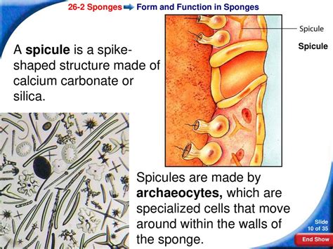 Function Of Spicule In Sponges