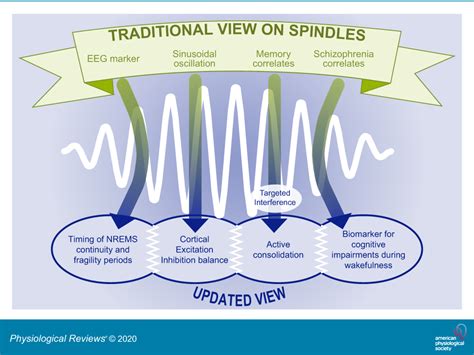Function Of Spindles In Sleep