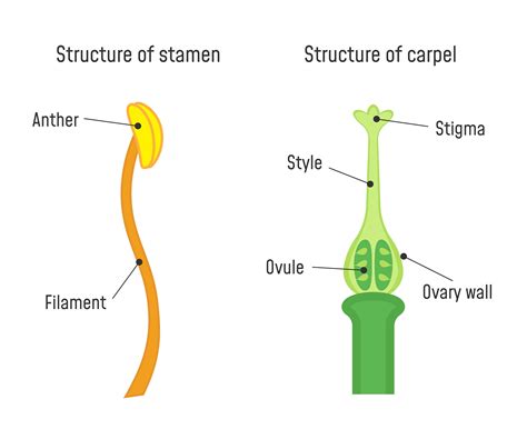 function of stamen in flower class 10