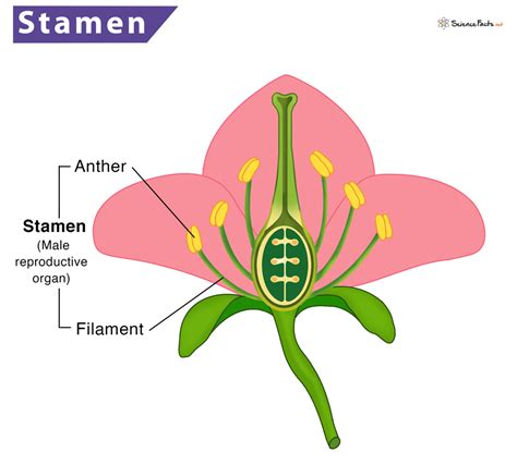 function of stamen in flower class 6