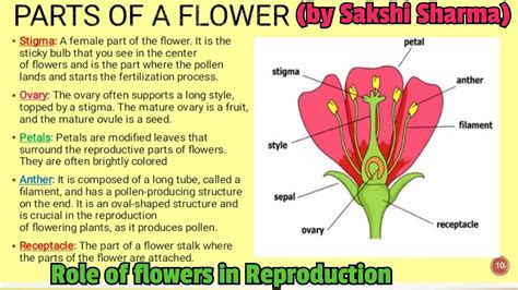 function of stigma in flower class 10