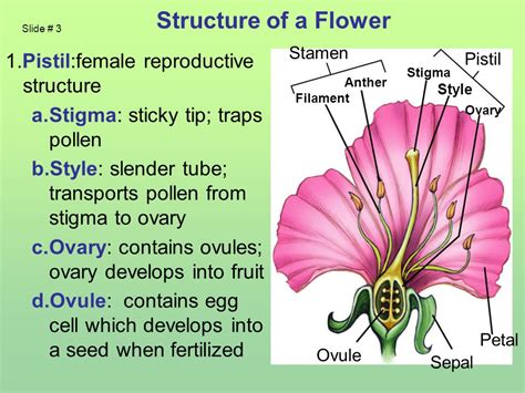 function of stigma in flower class 7
