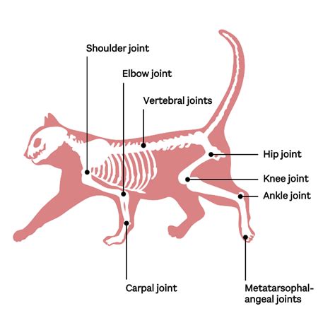Function Of Structure Of A Cat