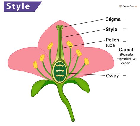 function of style in flower class 10
