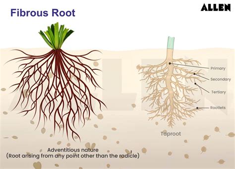 Function Of Tap Root And Fibrous Root