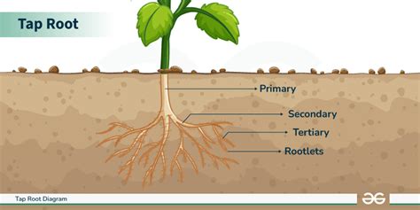 Function Of Tap Root System
