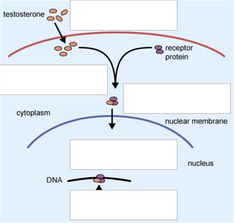Function Of Testosterone Quizlet
